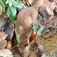 Paradoxurus aureus Cuvier, 1822